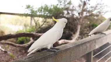 Tahta bir çite tünemiş iki papağan.