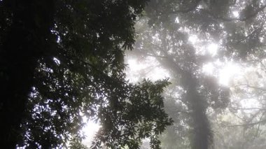 Yoğun bir ormanda sisi delip geçen güneş ışığı.