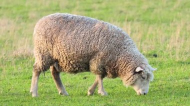 bir alanda çim yeme koyun