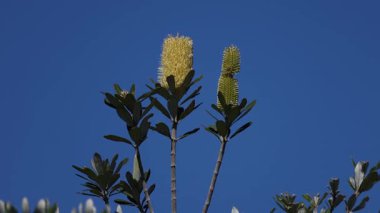 Açık mavi gökyüzüne karşı Banksia kıyısı çiçekleri