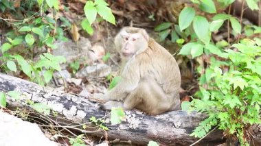 Maymun Phuket 'in doğal ortamında kütüğün üzerinde dinleniyor.