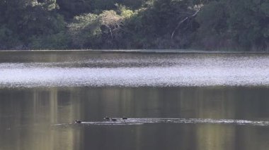Ördekler sakin bir göl boyunca sorunsuzca süzülür.
