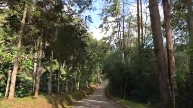 Ağaçlarla çevrili dolambaçlı bir yolda ilerlerken