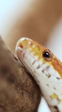 Bir mısır yılanı yakın çekim ile bir dal boyunca hareket eder, doğal ışıklandırmada pullarını ve göz detaylarını vurgular.