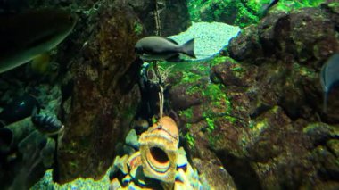 Süslü bir akvaryumda yüzen balıklar.