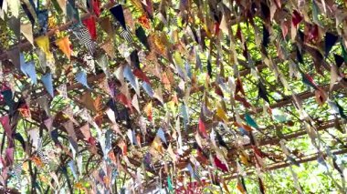 Orman gölgesinde hareketli hareketler sallanıyor