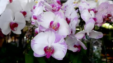 İçerde sergilenen çeşitli orkideler.
