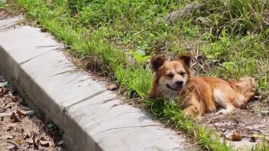 Köpek çimlerin üzerinde beton adımlarla dinleniyor