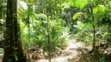 Bereketli yeşil ormanda huzurlu bir yürüyüş