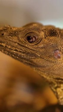 Filipinli bir yelkenli kertenkele (Hydrosaurus pustulatus), detaylı makro odak içinde yakalanan sıcak ve yumuşak aydınlatma ortamında başını yavaşça çevirir.