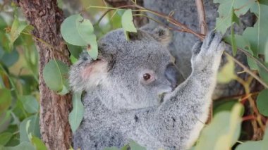 Koala ağaca tırmanıyor ve okaliptüs yaprakları yiyor.
