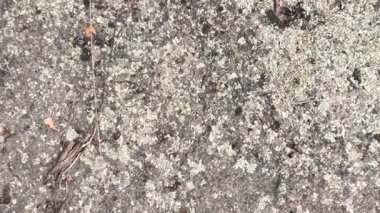 Dal parçalarıyla kayaların üzerinde liken görüntüsü