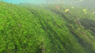 Clear water reveals lush underwater vegetation