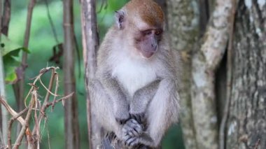 Maymun Tayland, Krabi 'deki çevreyle etkileşim halindedir.