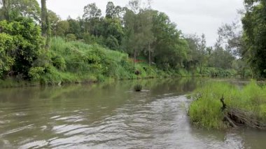 Yeşillik ve akıntılarla dolu sakin bir nehir.