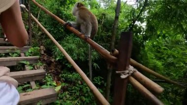 Turistler Yengeç 'te maymunlarla merdivenlere tırmanıyor.