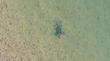 Avustralya 'nın Port Douglas kentindeki tropikal haliçlerin temiz ve sığ sularında balık yetiştiren tekir balıklarının hava manzarası.