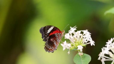 Canlı bir kelebek, bereketli bir Port Douglas bahçesinde, beyaz çiçekler arasında çırpınıyor, sakin bir atmosferle doğal gün ışığında yakalanmış.