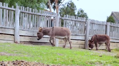 İki eşek, çitli bir alanda huzur içinde otluyor.