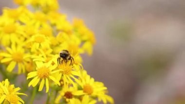 İskoçya, Fife 'da canlı sarı çiçekleri bir arı döller.