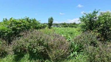 Yeşilli kırsal bölgenin yavaş panoramik görüntüsü