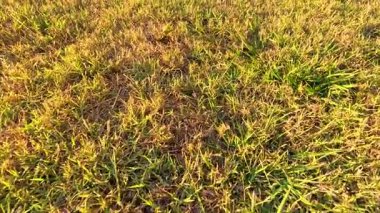 Üzüm bağındaki çimlerin yakın görüntüsü