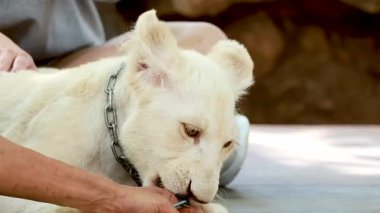 Egzotik hayvanat bahçesindeki bir aslanla etkileşim