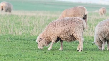 Koyunlar yemyeşil çimlerde huzur içinde otluyor.