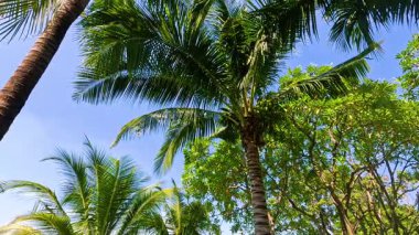 Hindistan cevizi ağaçları açık mavi gökyüzünün altında sallanıyor