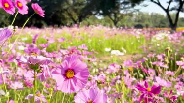 Canlı kozmos çiçekleri rüzgarda sallanıyor.