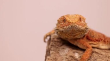 Sakallı bir ejderha, parlak pullarını ve meraklı doğasını sergileyerek, yumuşak ışıkta, ahşap bir levrek üzerinde hareket eder.