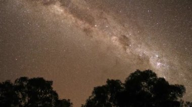 Samanyolu galaksisi siluetli ağaçların üzerinde görünür.
