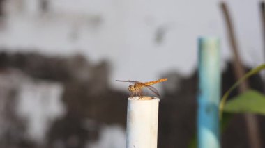 Yusufçuk tüneyerek uzaklaşıyor.