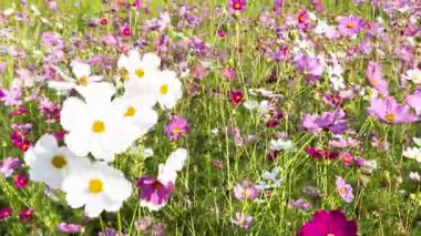 Canlı kozmos çiçekleri rüzgarda sallanıyor.