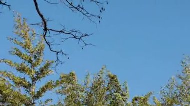 Tree branches moving against a clear blue sky
