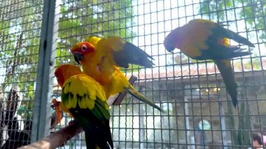 Colorful parrots interacting in a cage environment