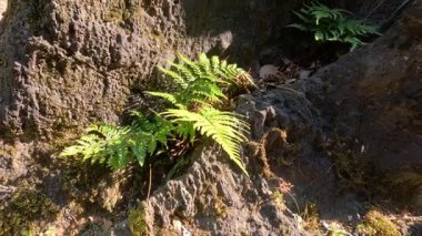 Ferns growing on a sun-dappled rocky surface