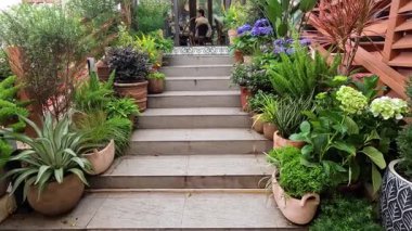 Beautifully arranged plants on staircase in Hanoi