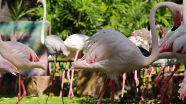 Flamingoes interacting in a lush, green environment