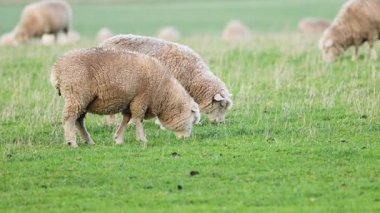 Yeşil bir tarlada huzur içinde otlayan koyunlar