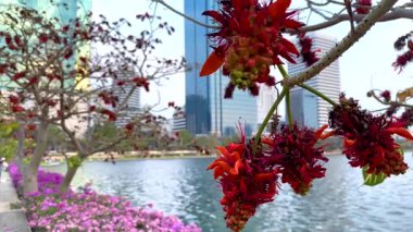 Red flowers bloom near pond in urban Bangkok park setting