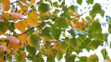 Colorful leaves swaying gently in the breeze