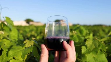 Üzüm bağında şarap kadehi tutan el.