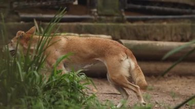 A playful dog wanders and enjoys the garden