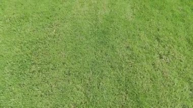 Drone captures lush green grass landscape