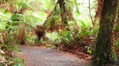 Bereketli yağmur ormanlarında huzurlu bir yürüyüş