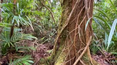 A serene view of rainforest vegetation with climbing vines and dense foliage under natural light in Port Douglas, Australia