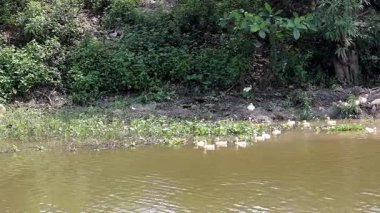 Ducks glide peacefully along a lush riverbank
