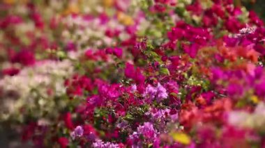 Vibrant flowers blooming in a dynamic garden scene.