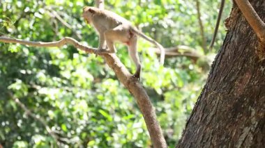 Monkey interacting with straw on tree branch